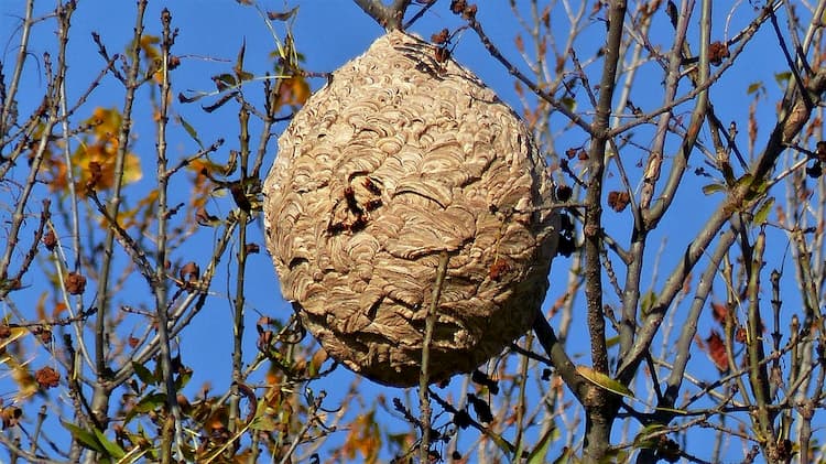 Où puis-je trouver des nids de guêpes ?